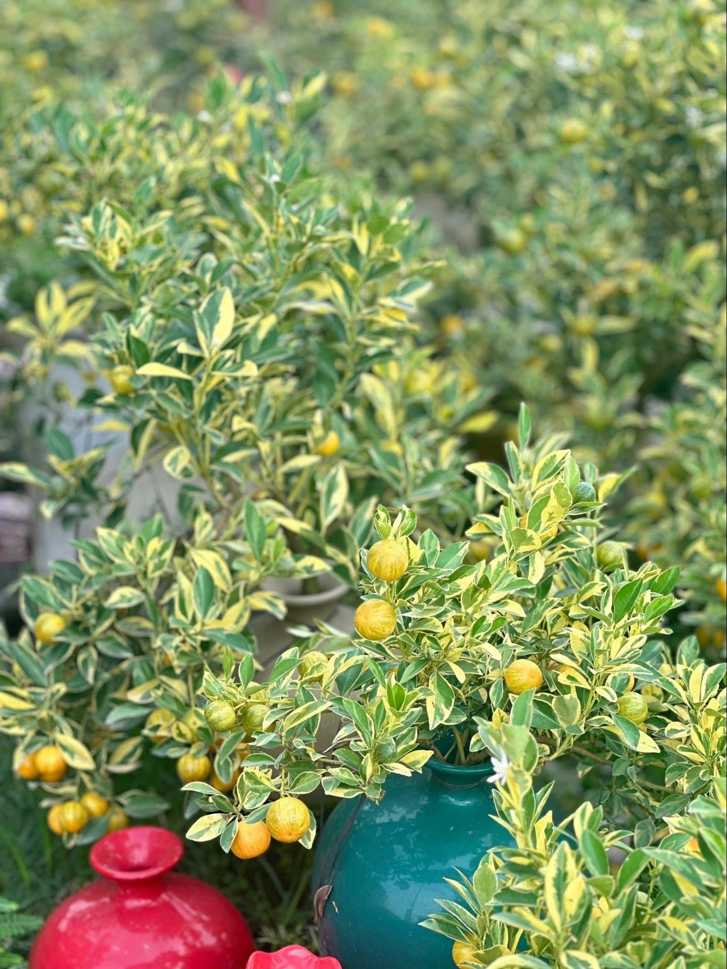 Trang trí nhà đón Tết: Loại quất kén người chơi nhưng khi đã hợp thì sang khỏi phải bàn - Ảnh 1