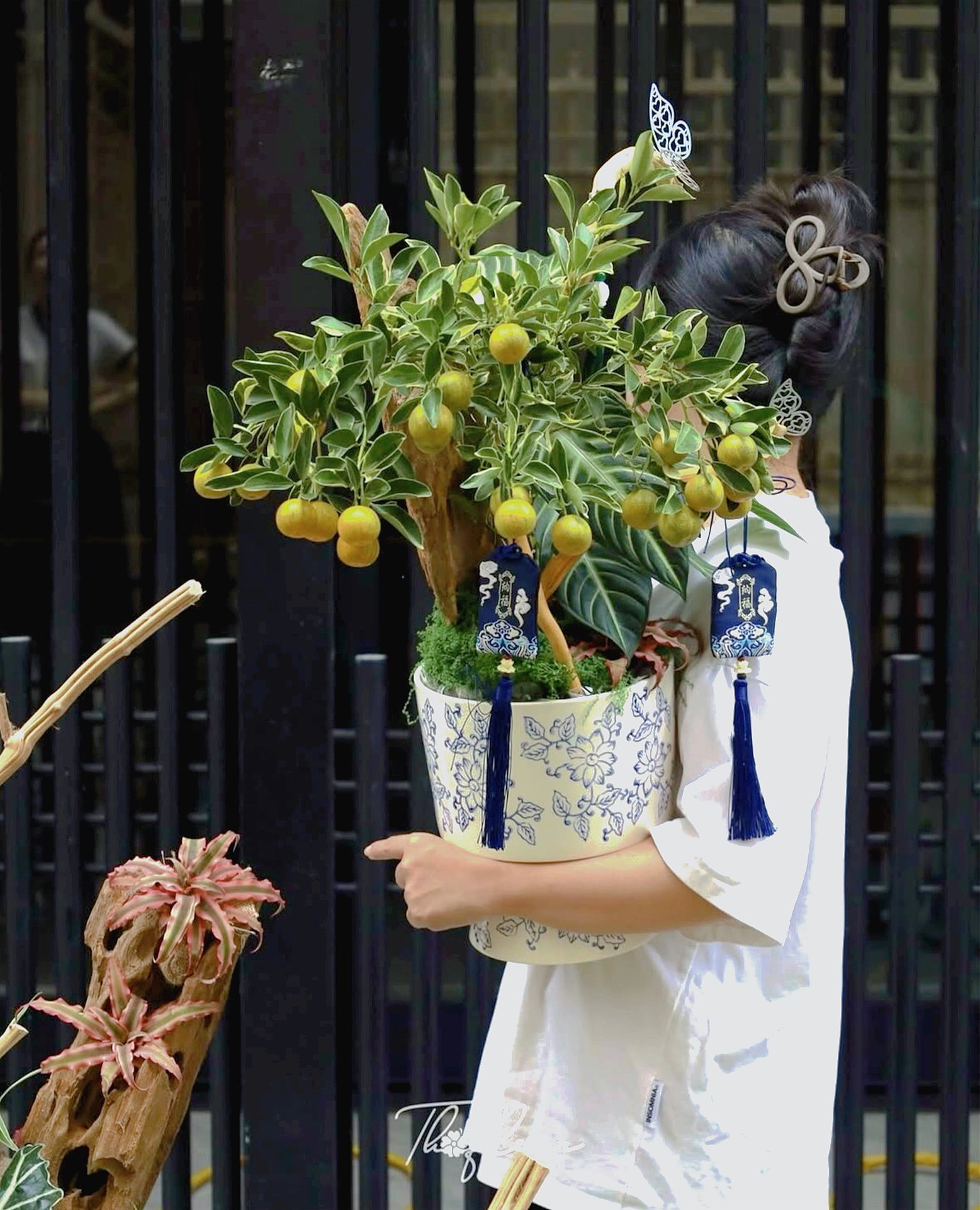 Trang trí nhà đón Tết: Loại quất kén người chơi nhưng khi đã hợp thì sang khỏi phải bàn - Ảnh 8