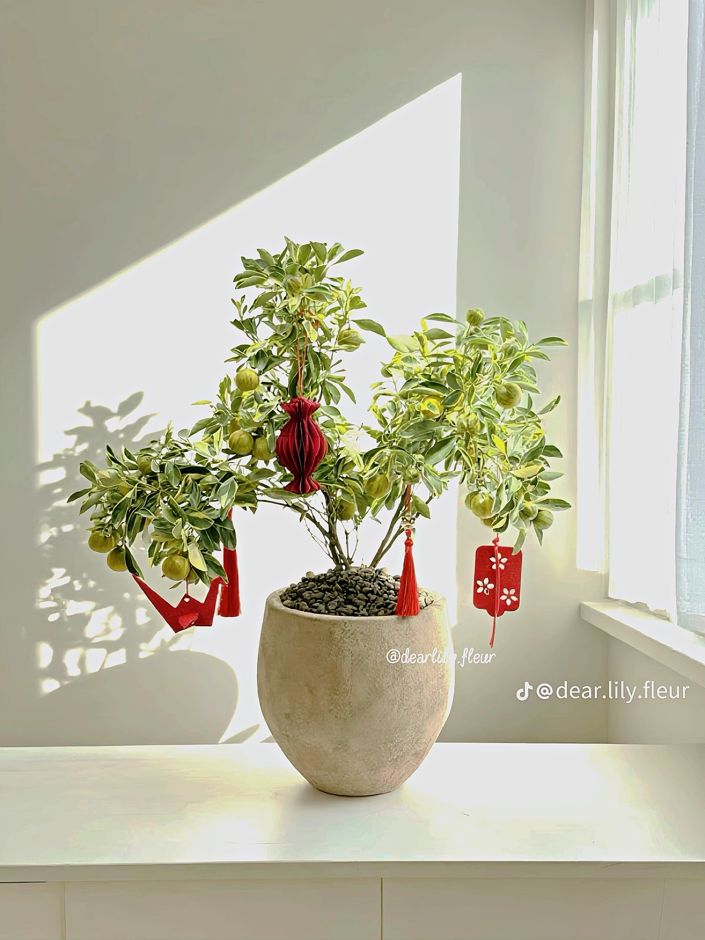 Trang trí nhà đón Tết: Loại quất kén người chơi nhưng khi đã hợp thì sang khỏi phải bàn - Ảnh 7