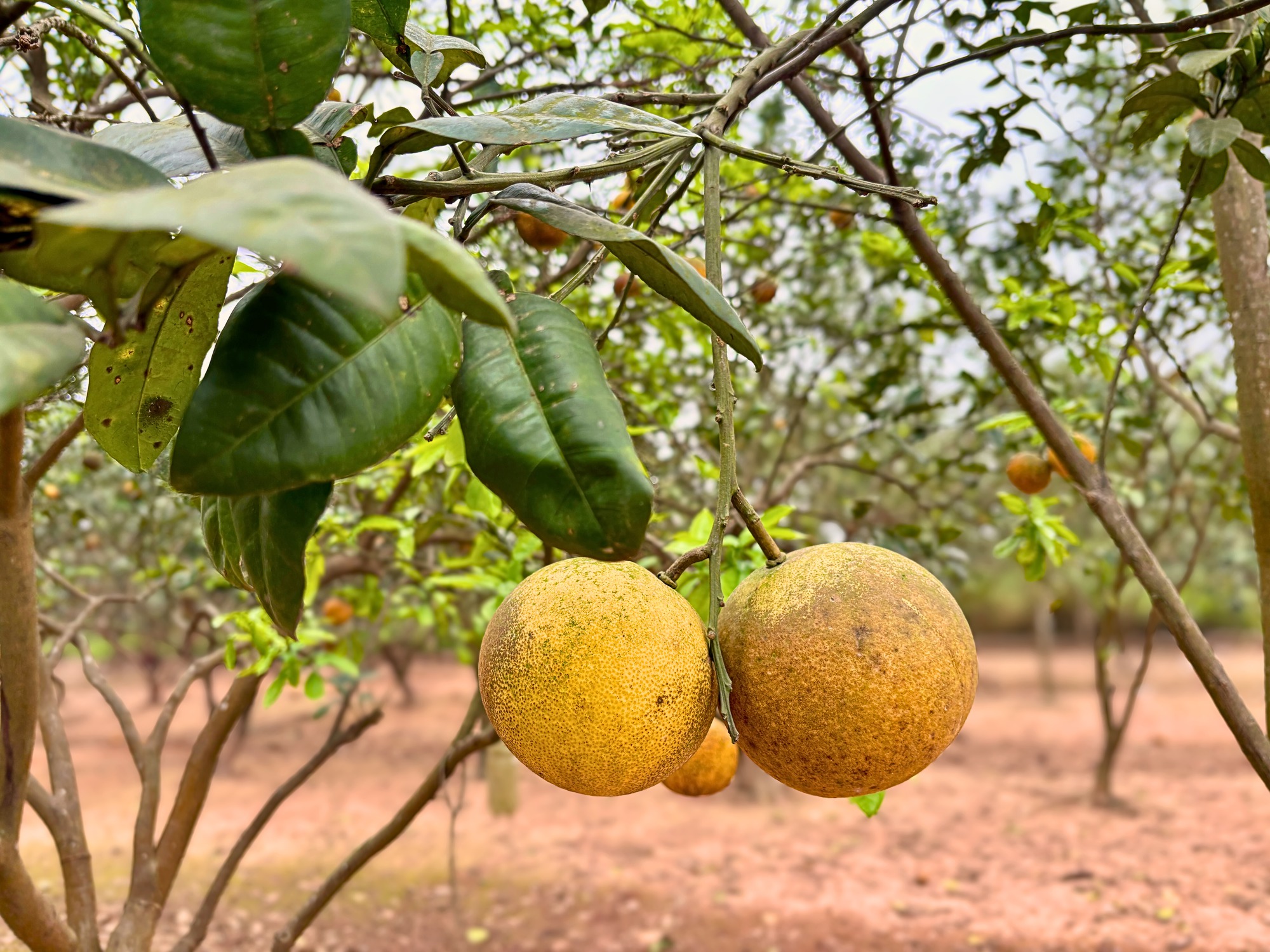 Vườn bưởi Diễn hối hả thu hoạch chuẩn bị Tết Nguyên đán - Ảnh 5