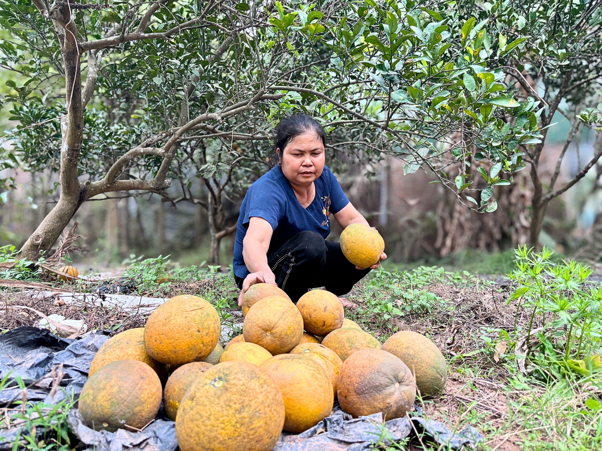 Vườn bưởi Diễn hối hả thu hoạch chuẩn bị Tết Nguyên đán - Ảnh 6