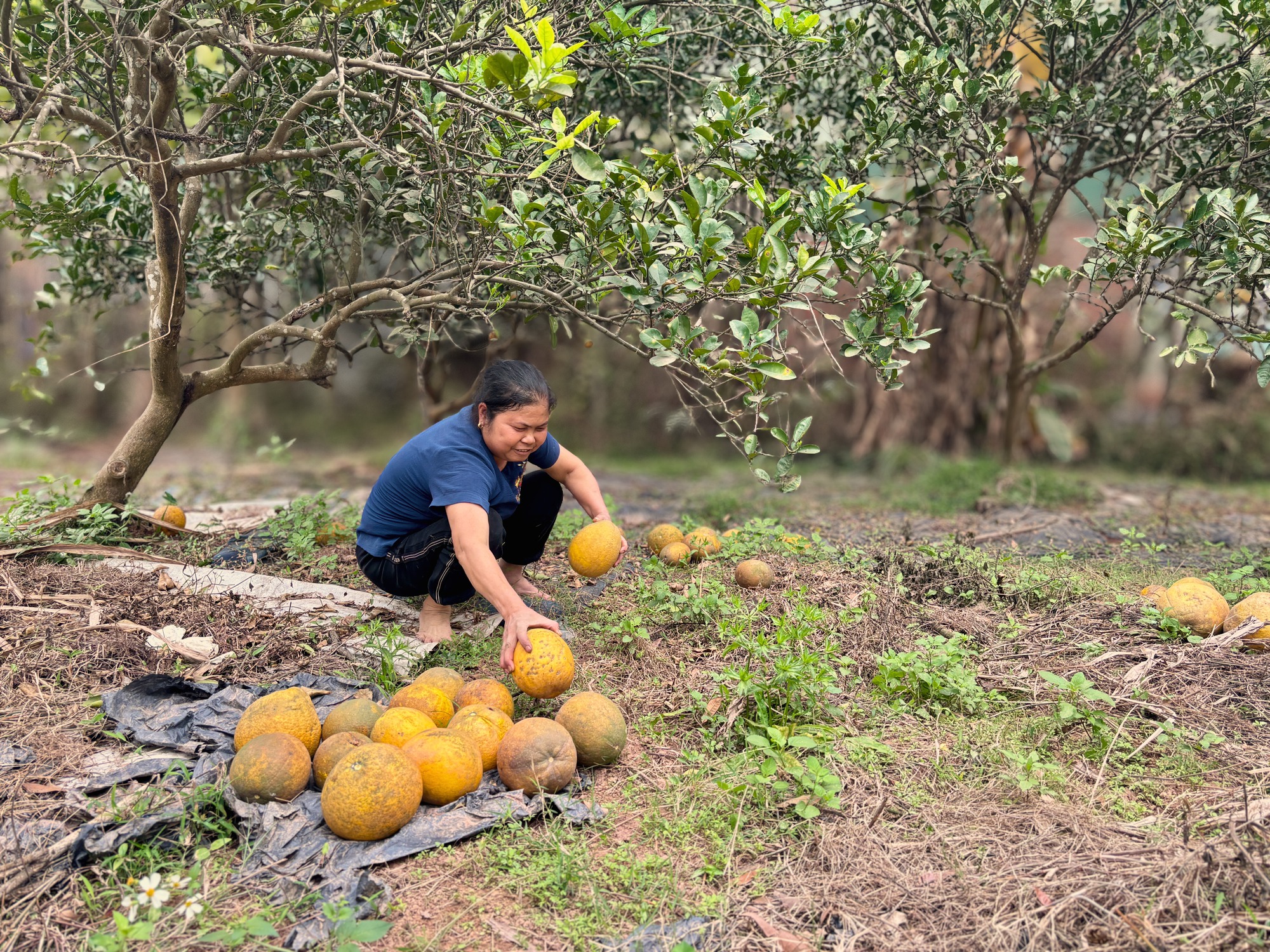 Vườn bưởi Diễn hối hả thu hoạch chuẩn bị Tết Nguyên đán - Ảnh 7