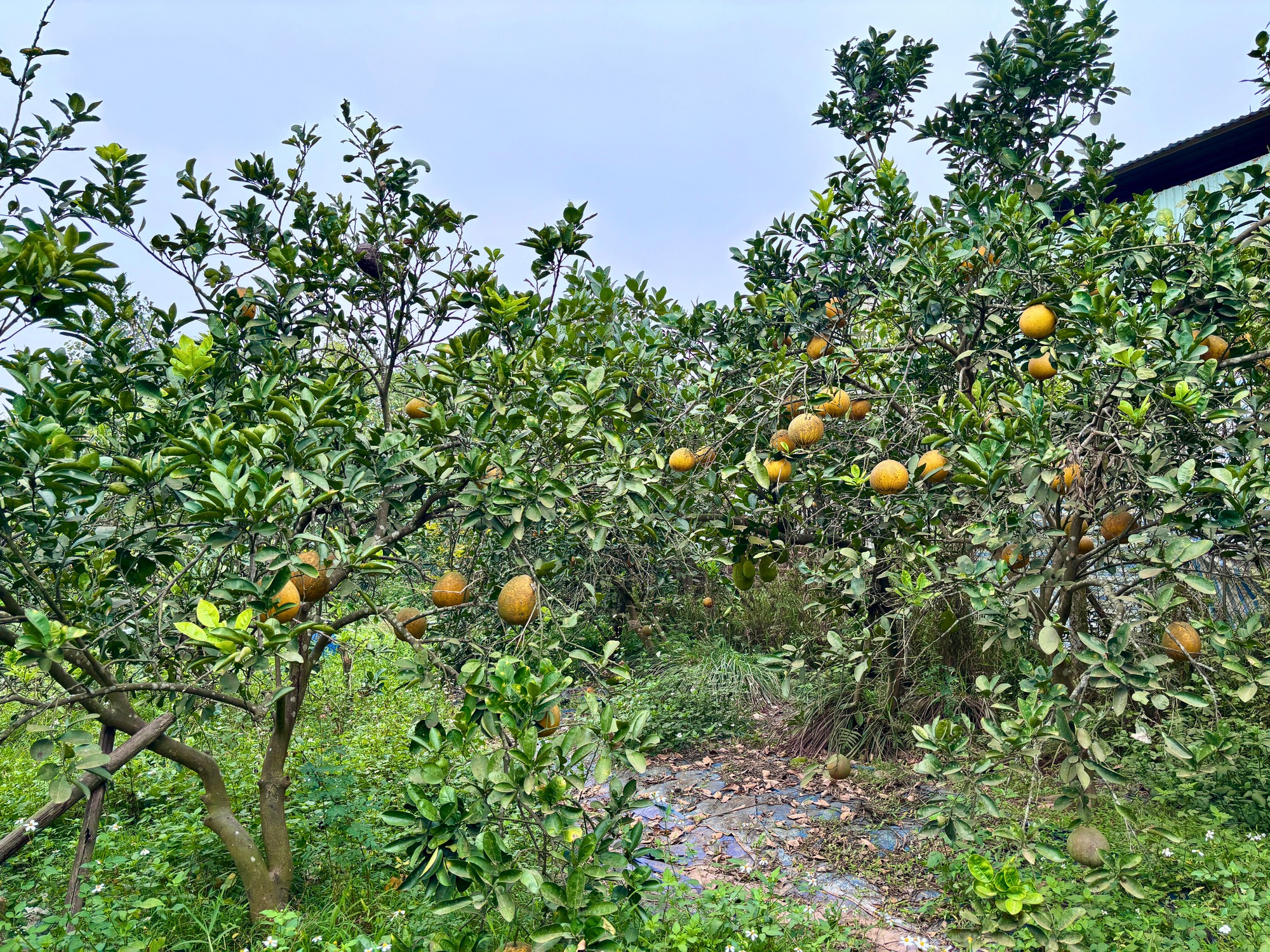 Vườn bưởi Diễn hối hả thu hoạch chuẩn bị Tết Nguyên đán - Ảnh 1