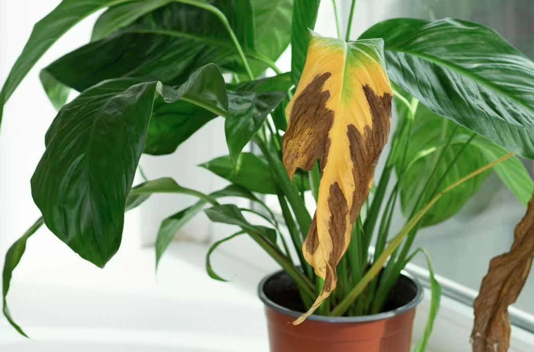 Cây lan ý “rất sợ” vị trí này trong nhà, biết tránh thì cây bung hoa rực rỡ, xanh tốt quanh năm - Ảnh 2