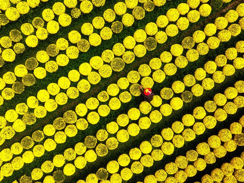 Làng hoa miền Tây đẹp nhất Việt Nam, cả nước sững sờ - Ảnh 3