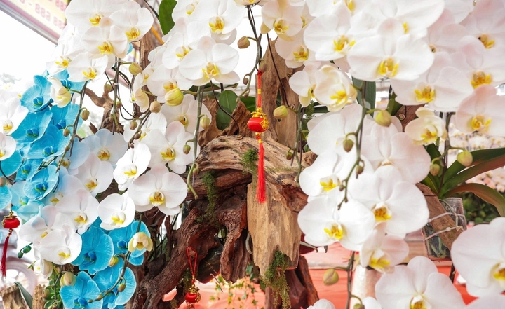 Những thú chơi xa xỉ ngày Tết của đại gia Việt - Ảnh 1