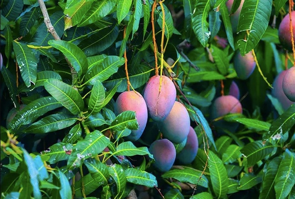 7 lá xoài giá 52.000 đồng ở Mỹ: Thứ bỏ đi ở Việt Nam lại thành hàng bán, người ta mua về làm gì? - Ảnh 1