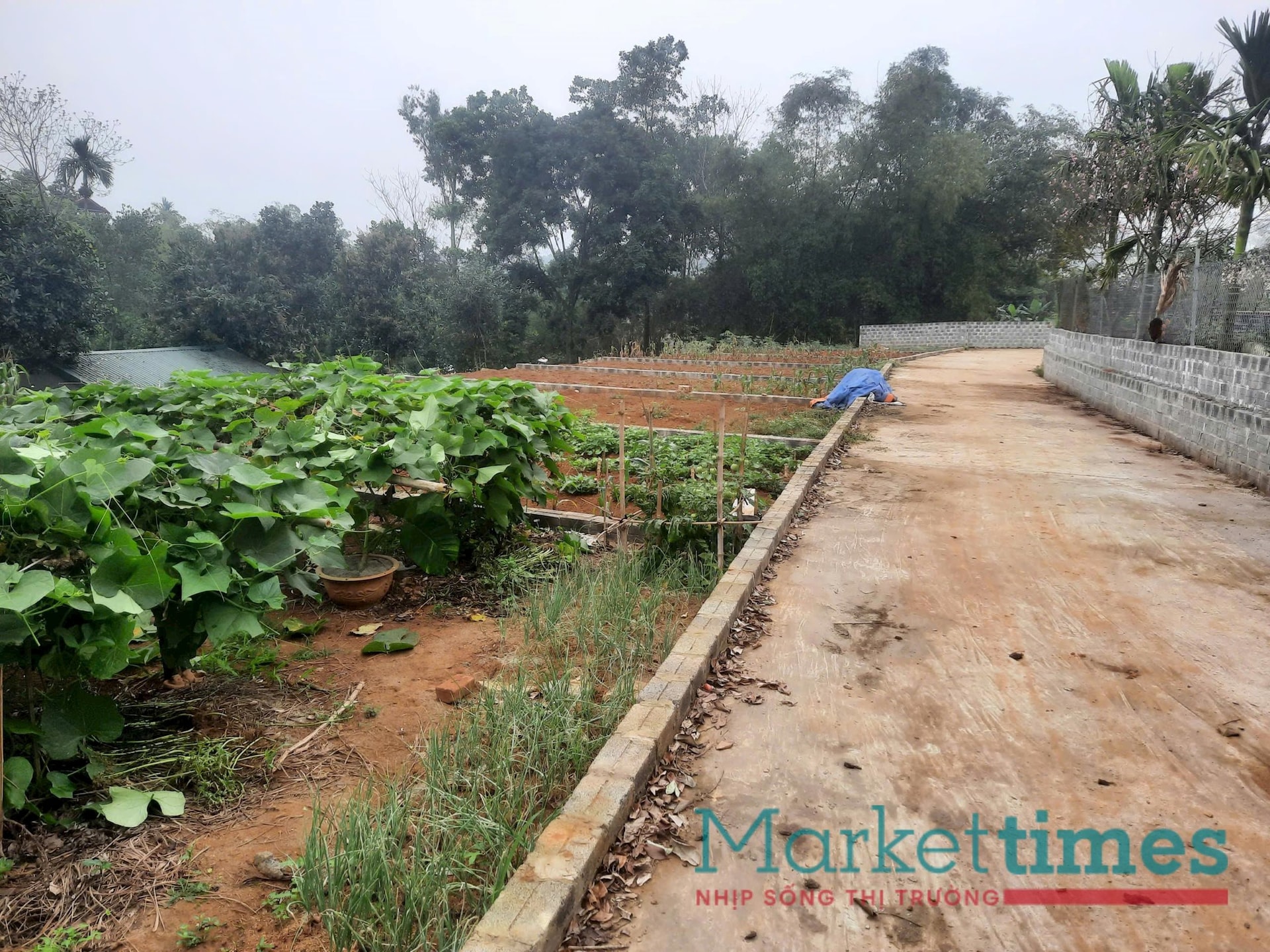 Hướng dẫn cách người dân phán ánh vi phạm đất đai qua đường dây nóng - Ảnh 1