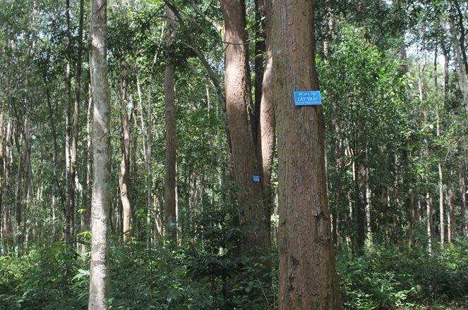 Loại gỗ quý "đắt như vàng" ở Việt Nam: Cần trăm năm để lớn nhưng có thể biến mất chỉ sau một đêm - Ảnh 1