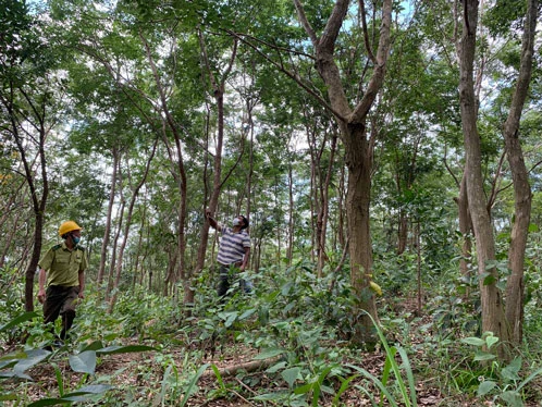Loại gỗ quý "đắt như vàng" ở Việt Nam: Cần trăm năm để lớn nhưng có thể biến mất chỉ sau một đêm - Ảnh 2