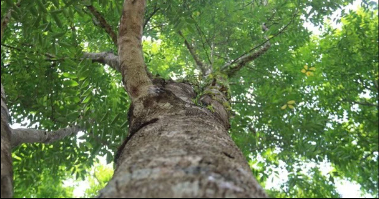 Loại gỗ quý được ví "đắt hơn vàng": Số cá thể ngoài tự nhiên ở Việt Nam chỉ còn đếm trên đầu ngón tay - Ảnh 2