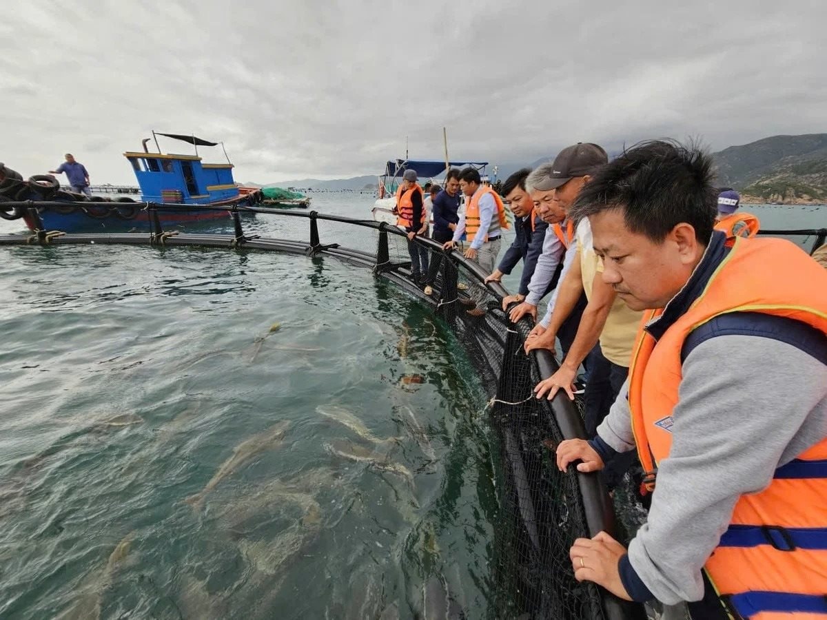 Dùng chiếc lồng kỳ diệu, ngư dân nuôi cá mú lãi gấp 3 lần, hàng trăm triệu đổ về túi - Ảnh 1