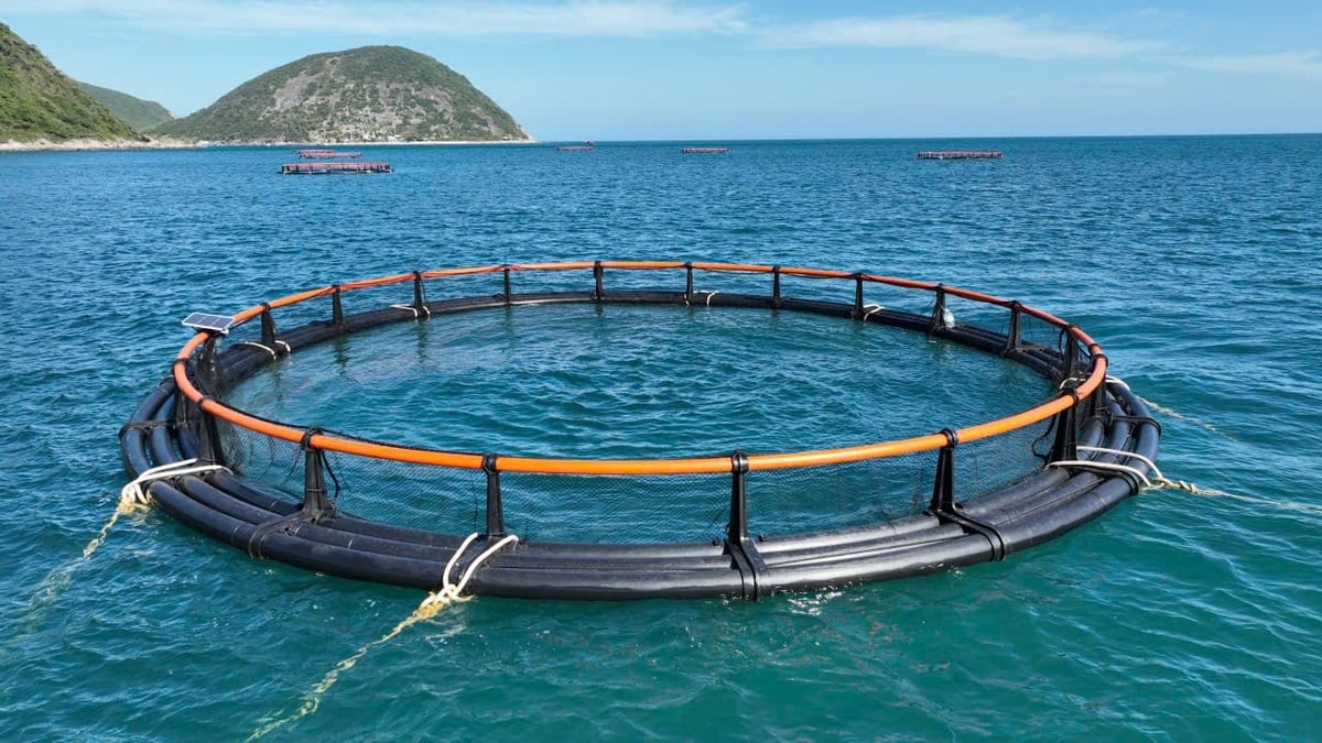 Dùng chiếc lồng kỳ diệu, ngư dân nuôi cá mú lãi gấp 3 lần, hàng trăm triệu đổ về túi - Ảnh 2