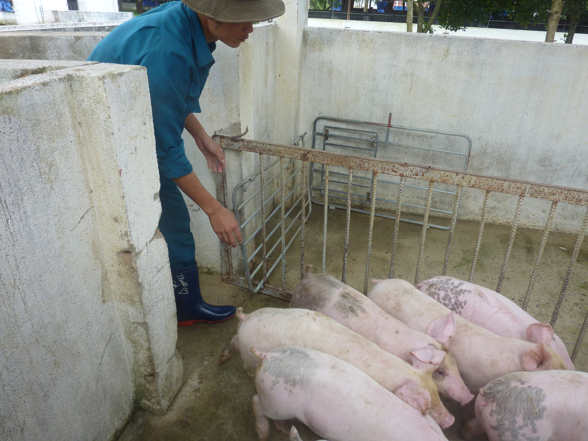 Giá heo hơi hôm nay, 11-2: Thịt heo ồ ạt về chợ, giá cả biến động bất ngờ - Ảnh 1