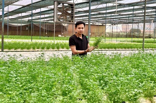 Chàng trai bỏ phố về quê trồng rau, doanh thu gần 20 tỷ/năm, cung ứng cho loạt siêu thị lớn như Co.opmart, VinMart, Aeon - Ảnh 1