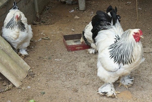 Bỏ phố về quê nuôi loài chim quý hiếm, anh kỹ sư thu lãi 1 tỷ đồng/năm - Ảnh 3