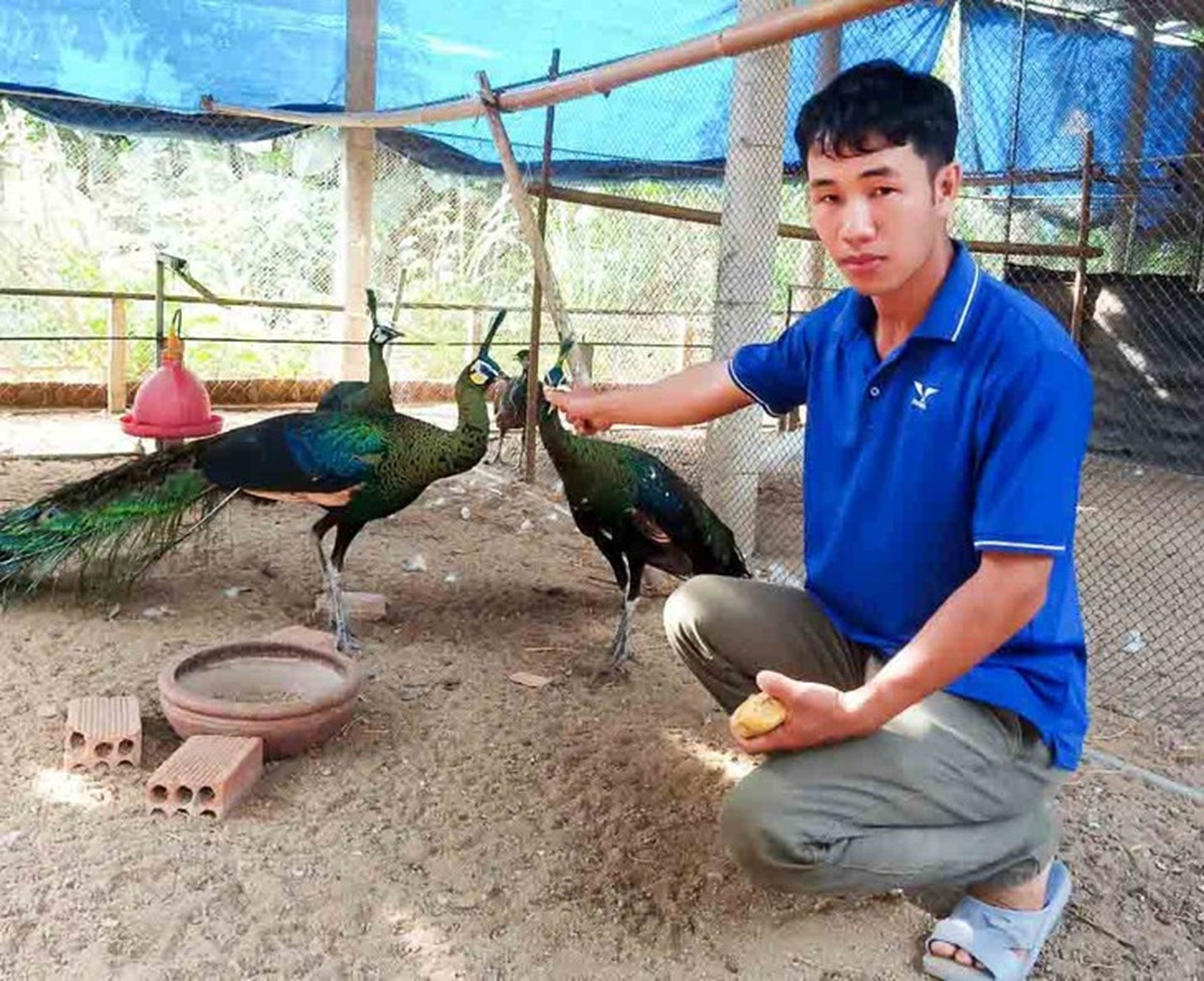 Bỏ phố về quê nuôi loài chim quý hiếm, anh kỹ sư thu lãi 1 tỷ đồng/năm - Ảnh 2