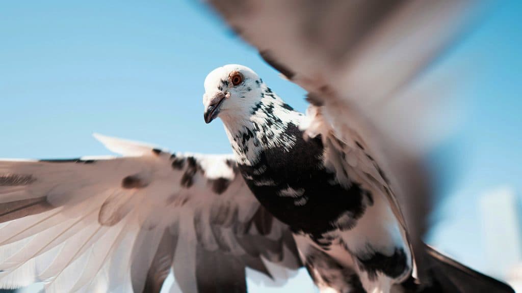 Chuyện thật như đùa: Nga thử nghiệm gắn chip điều khiển vào não chim bồ công để dùng làm công cụ giám sát - Ảnh 2