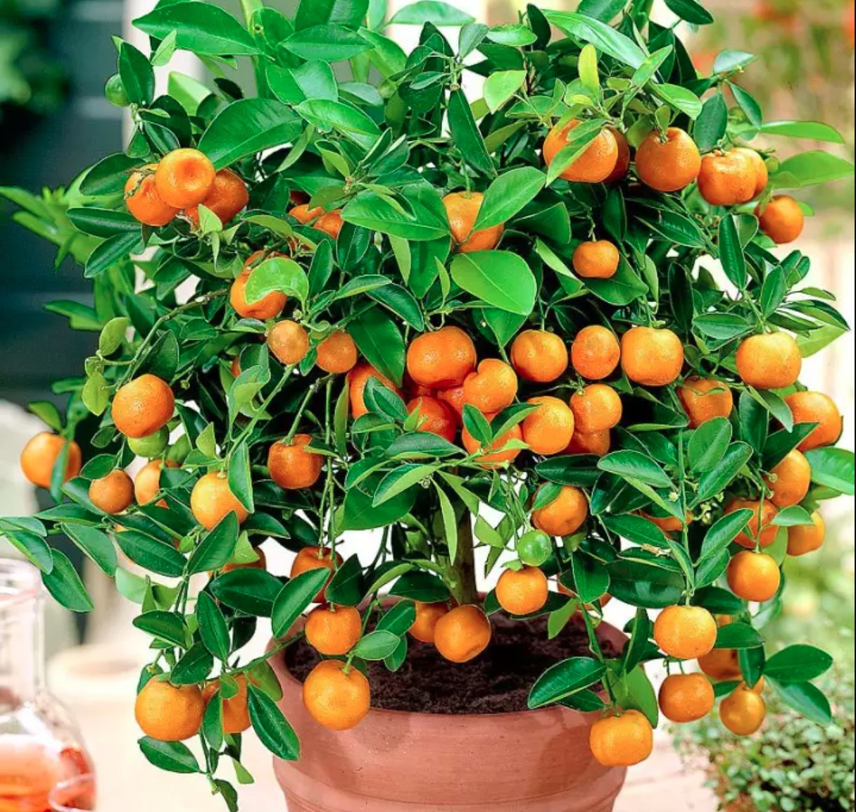 3 loại cây 'giữ của', 'hút' tài lộc nên trồng trong năm Bính Ngọ - Ảnh 3