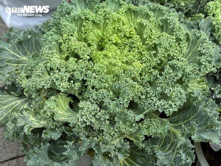 Độc lạ rau cải được hô biến thành cây cảnh chơi Tết - Ảnh 2