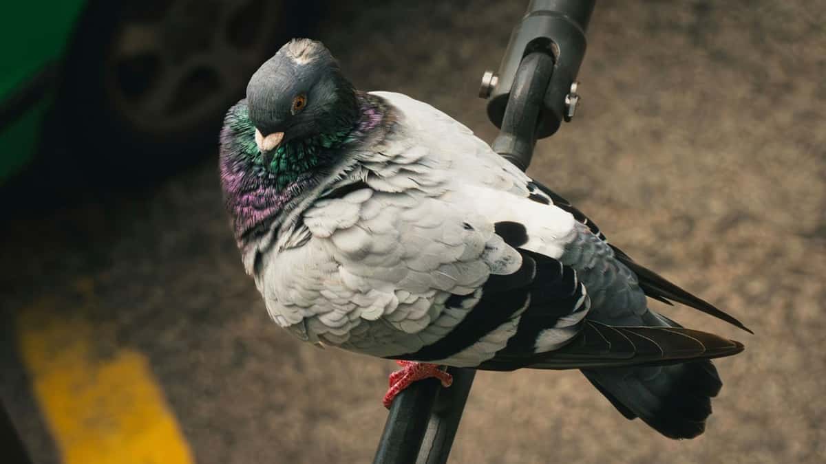 Chuyện thật như đùa: Nga thử nghiệm gắn chip điều khiển vào não chim bồ công để dùng làm công cụ giám sát - Ảnh 3