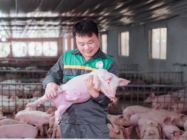 Giám đốc ở Tuyên Quang cho một thứ đặc biệt vào thức ăn nuôi heo, giúp HTX lọt top 10 doanh thu chăn nuôi cả nước - Ảnh 1