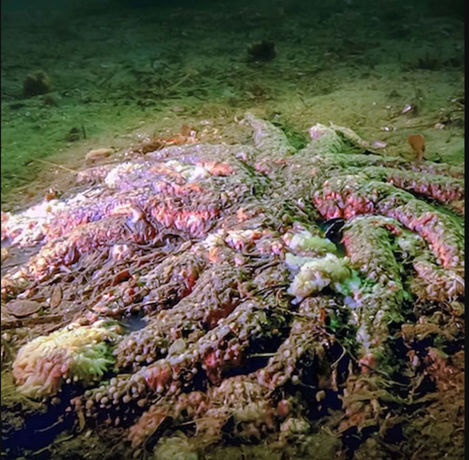 5 tỷ sao biển bỗng dưng chết hàng loạt: Điều gì đang xảy ra dưới đáy biển Bắc Mỹ? - Ảnh 1