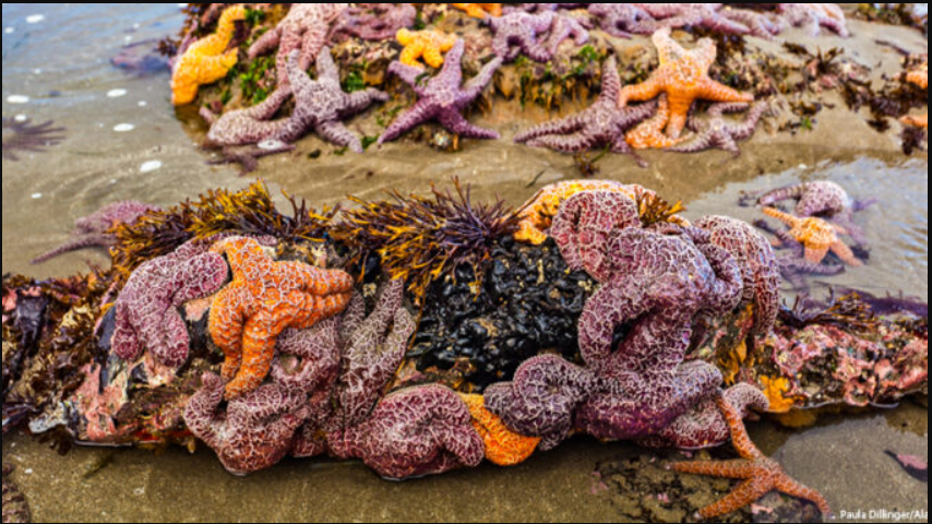 5 tỷ sao biển bỗng dưng chết hàng loạt: Điều gì đang xảy ra dưới đáy biển Bắc Mỹ? - Ảnh 2