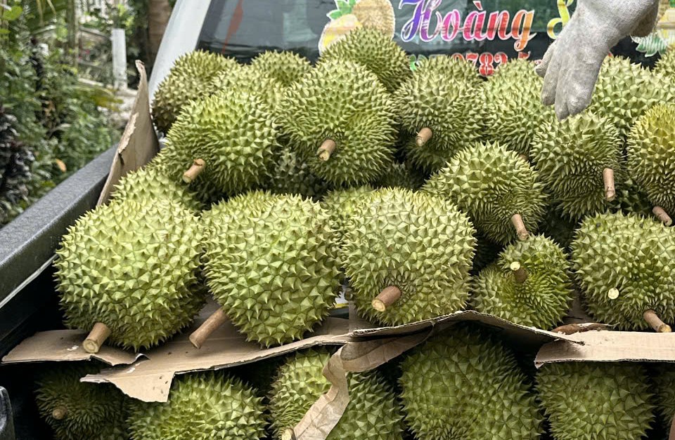 Giá sầu riêng đầu năm cao ngất ngưởng - Ảnh 1