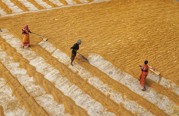 Philippines, Indonesia dừng nhập khẩu, điểm danh loạt doanh nghiệp xuất khẩu gạo vẫn đón tin vui - Ảnh 1