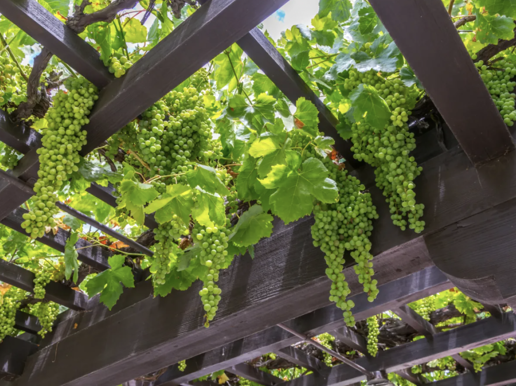 3 loại cây nên trồng trước cổng nhà năm Bính Ngọ để đón tài lộc, vượng khí - Ảnh 2