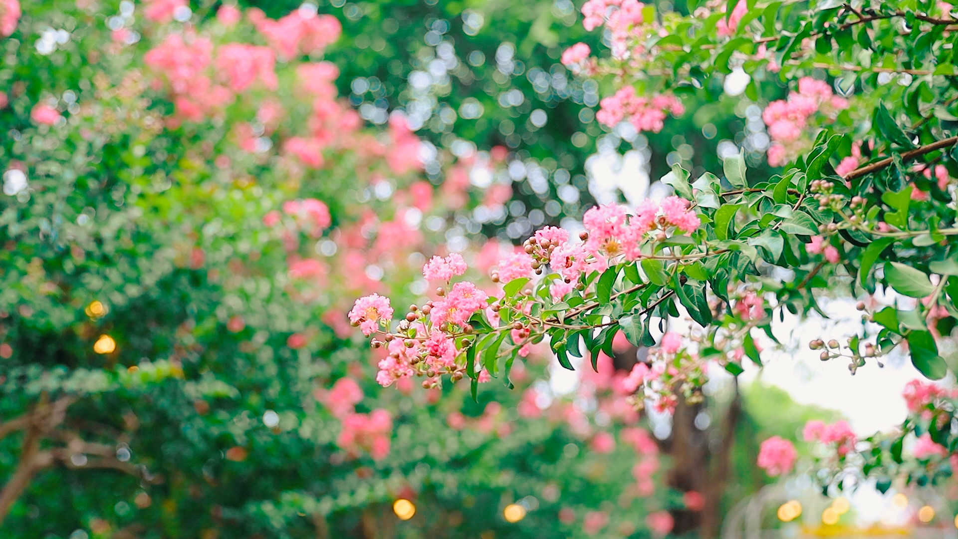 5 loại cây nên trồng trong nhà vào ngày vía Thần Tài - Ảnh 3