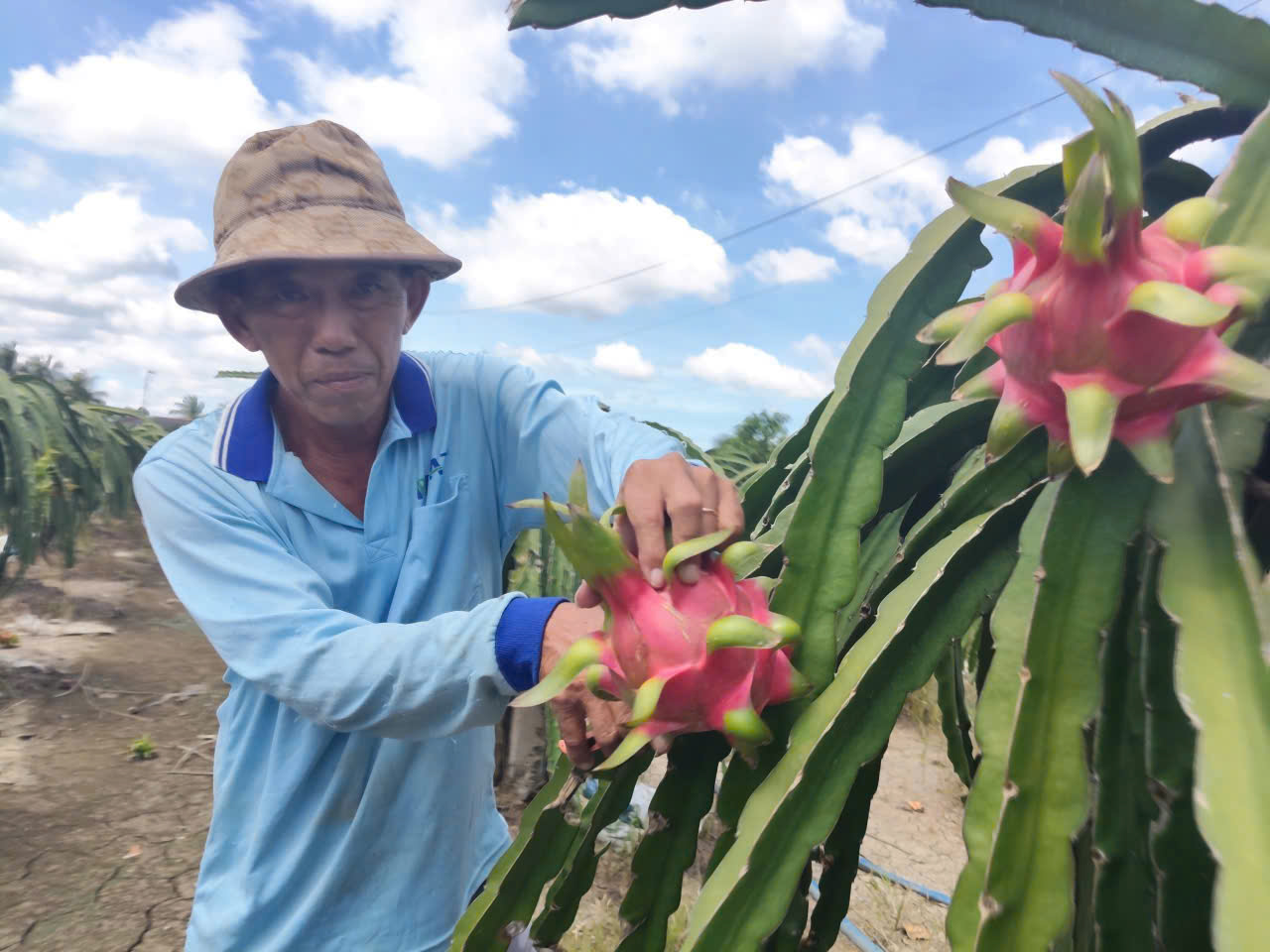 Thanh long Tây Ninh ngày Tết "ngọt" nhưng vẫn nặng nỗi lo - Ảnh 2