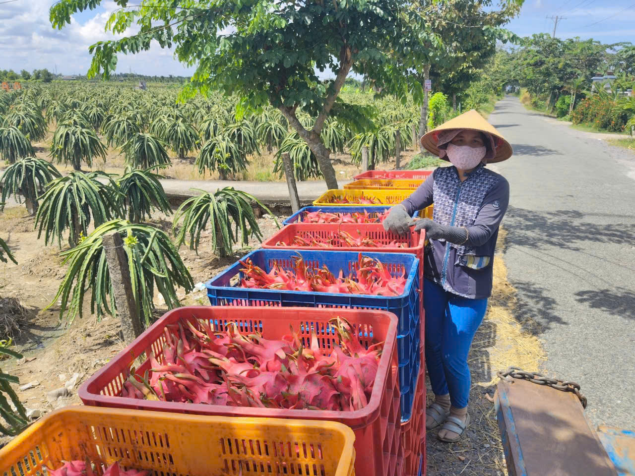 Thanh long Tây Ninh ngày Tết "ngọt" nhưng vẫn nặng nỗi lo - Ảnh 5