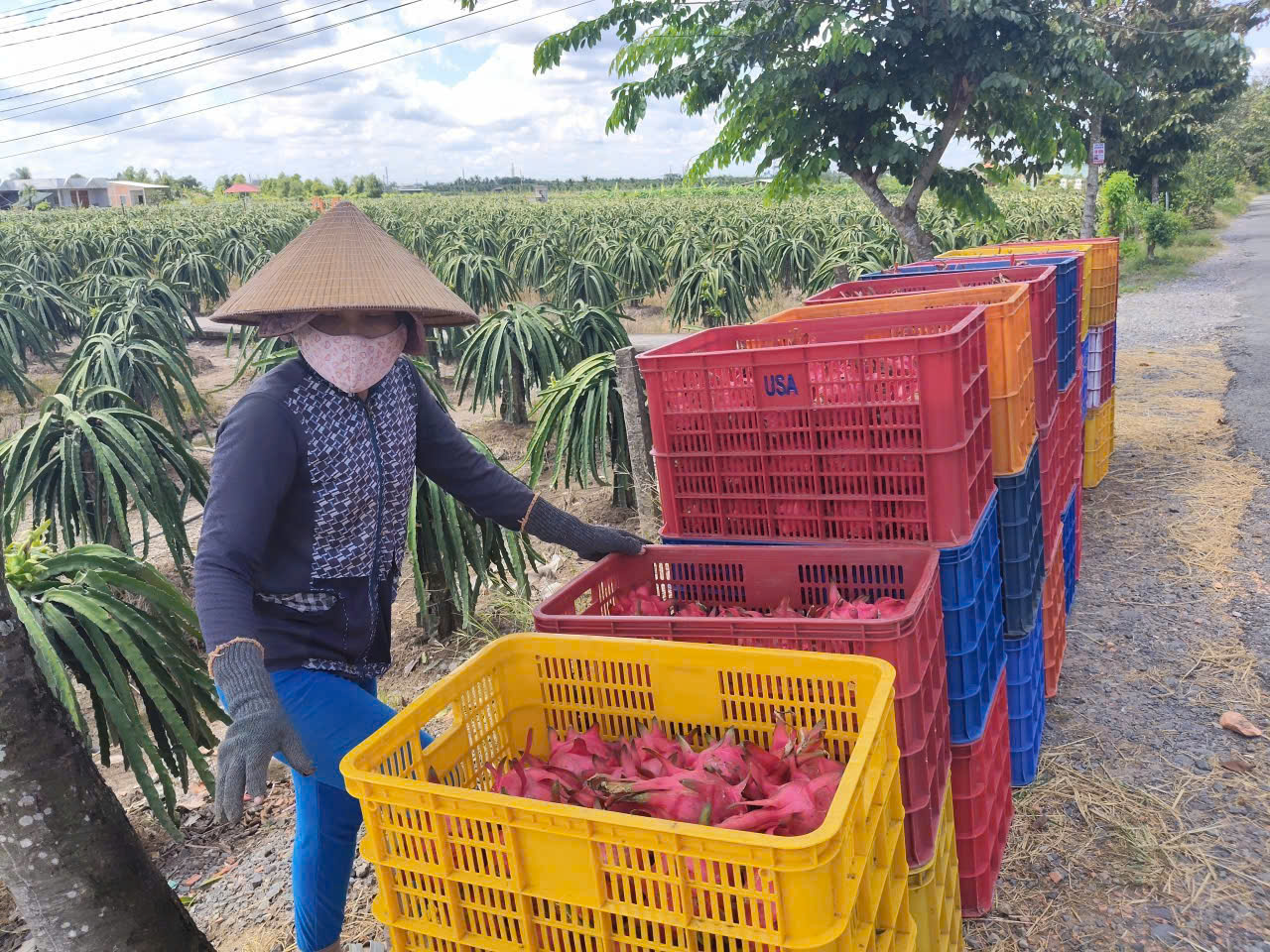 Thanh long Tây Ninh ngày Tết "ngọt" nhưng vẫn nặng nỗi lo - Ảnh 6