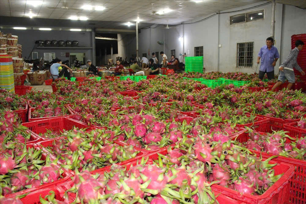 Thanh long Tây Ninh ngày Tết "ngọt" nhưng vẫn nặng nỗi lo - Ảnh 8