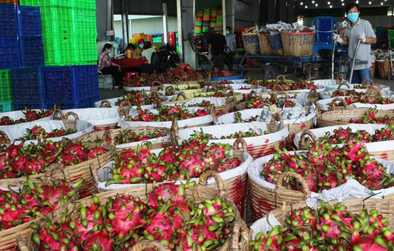 Thanh long Tây Ninh ngày Tết "ngọt" nhưng vẫn nặng nỗi lo - Ảnh 9