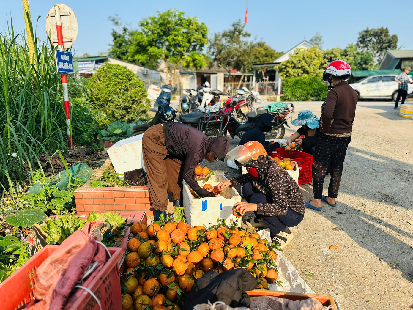 Cả xã nhộn nhịp thu hoạch cam bù ngày Tết - Ảnh 1