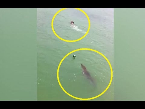 Bơi tại khu dự trữ sinh quyển, nam thanh niên bất ngờ bị "thủy quái" dài 3m truy đuổi - Ảnh 1