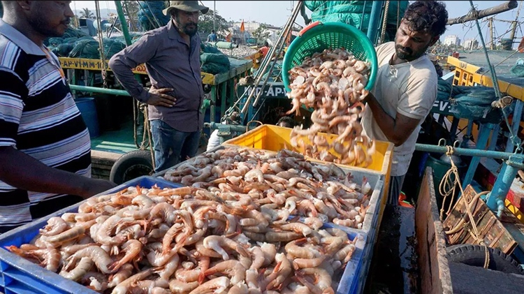 Ấn Độ tìm ra "mỏ vàng mới", giải bài toán sống còn của ngành kinh tế đứng thứ 2 thế giới - Ảnh 1