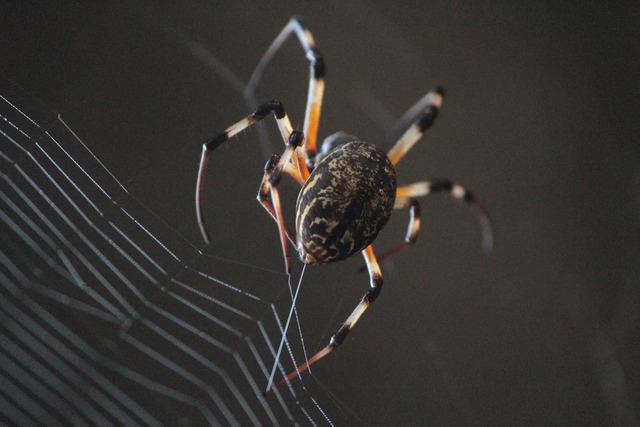 Vừa giải mã thành công bí mật siêu phàm "bền hơn áo chống đạn" của tơ nhện: Dậy sóng ngành hàng không - Ảnh 2