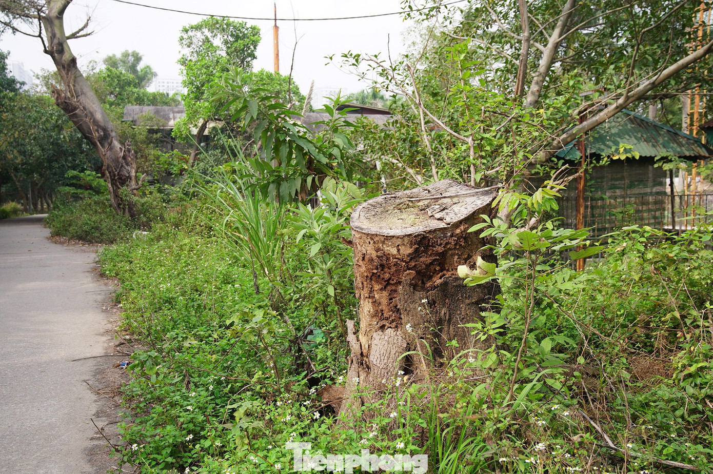 Khu sinh thái 15ha giữa Hà Nội bị bỏ hoang, hóa thành bãi rác, sân pickleball - Ảnh 11