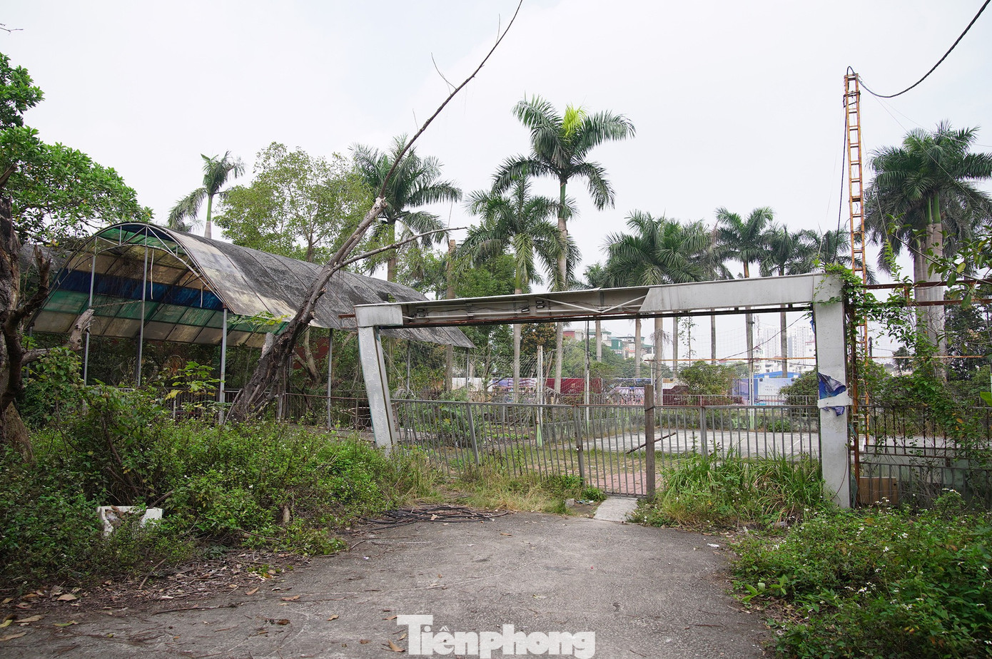 Khu sinh thái 15ha giữa Hà Nội bị bỏ hoang, hóa thành bãi rác, sân pickleball - Ảnh 14