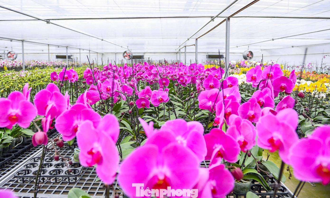 Nông dân Thanh Hóa chi hơn 10 tỷ làm vườn lan 4 vạn cây - Ảnh 1