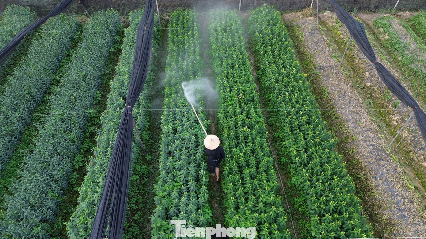 Cận Tết Bính Ngọ, nhà vườn Hà Nội 'nín thở' chờ hoa nở đúng dịp - Ảnh 16