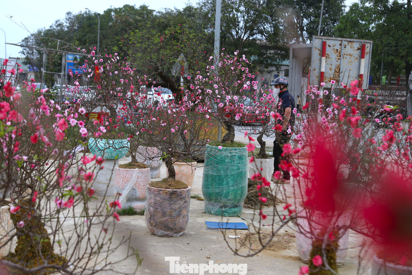 Quất sale đồng giá, đào xả kịch sàn vẫn vắng khách ngày 27 Tết - Ảnh 1