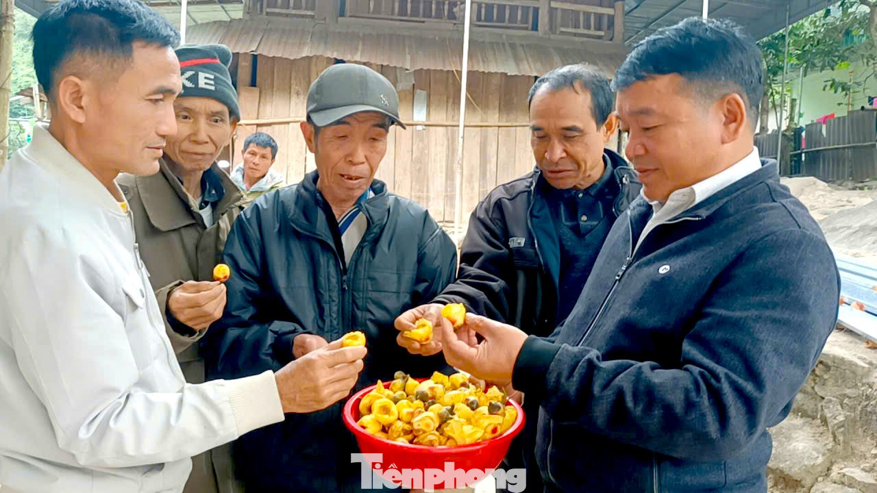 Vào rừng hái chè hoa vàng kiếm bộn tiền - Ảnh 5