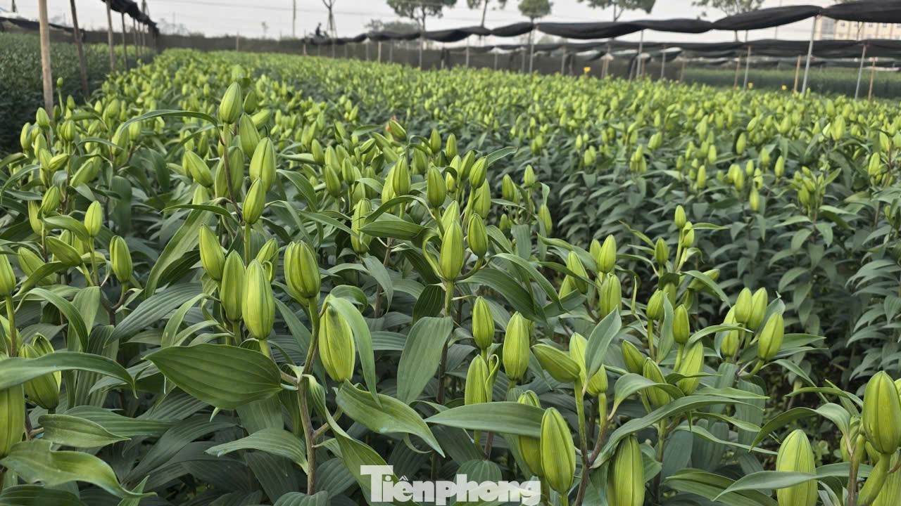 Cận Tết Bính Ngọ, nhà vườn Hà Nội 'nín thở' chờ hoa nở đúng dịp - Ảnh 1