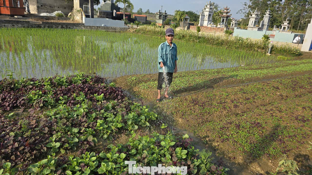 Rau củ được mùa, vì sao nông dân lại mất Tết? - Ảnh 9