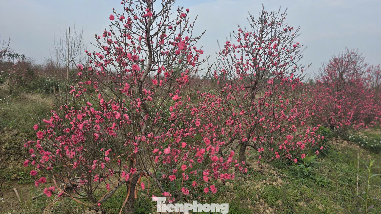 Cận Tết Bính Ngọ, nhà vườn Hà Nội 'nín thở' chờ hoa nở đúng dịp - Ảnh 9